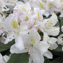 Rhododendron white 'Mme Masson'